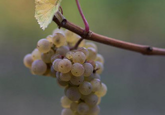 Chasseurs de Lune Wines Riesling