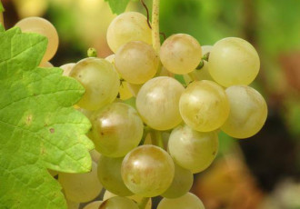 Pinot-blanc-grappe