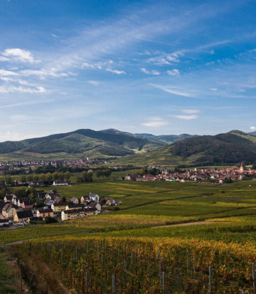 vineyard-alsace