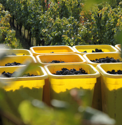 Les Vins Rouges d’Alsace